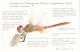 Sympetrum_fonscolombii_1000.jpg