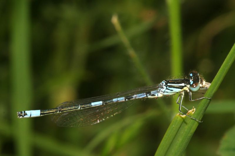 Coenagrion scitulum. RNO Ficuzza, Alpe Cucco - PA. 27 Maggio 2010 a.jpg