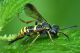 Tenthredo arcuata1.jpg