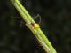 Rhopalus_subrufus__larva_2°_stadio.jpg