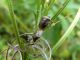 Eysacoris_venutissimum_accoppiamento_Epilobium_parviflorum.jpg