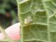 Eysarcoris_venustissimus_schiusa_uova_1.jpg