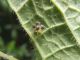 Eysarcoris_venustissimus_schiusa_uova_2.jpg