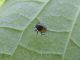 Eysarcoris_venustissimus_larva.jpg