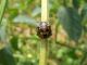 Eysarcoris_venustissimus_ninfa  (1).jpg