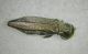 probabile Agrilus.JPG