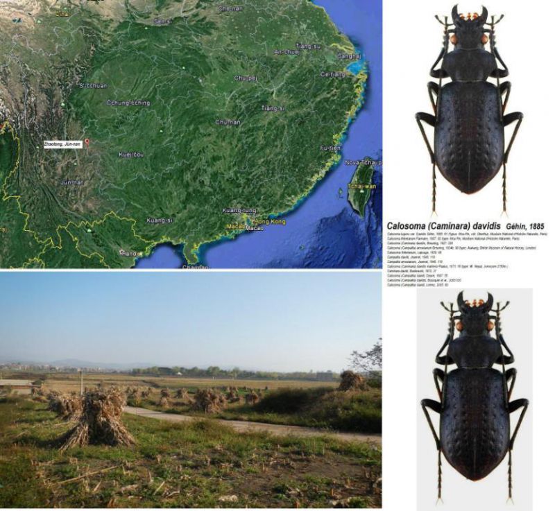 Calosoma (Caminara) davidis Géhin,  1885.jpg