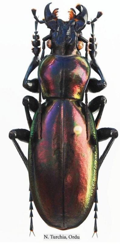 Lamprostus torosus nordmanni Chaudoir, 1848.JPG