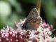 Polyommatus (Polyommatus) thersites (Cantener 1835).JPG
