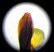 apice-edeago-birride.jpg