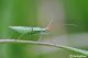 DSC_2119.jpg