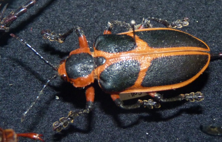 Alurnus sp. (3-8-17 König Museum).jpg