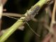 cerambycidae lentisco 2.JPG