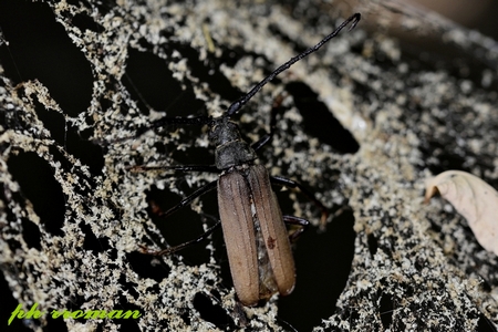 Aegosoma scabricorne2.JPG