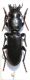Carabidae.JPG