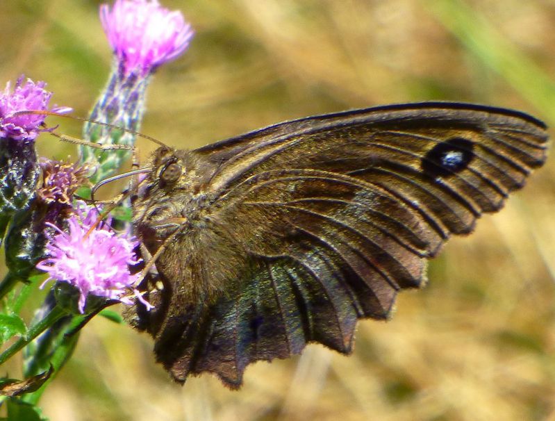 farfalla-marrone4.jpg