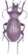 carabus ma2.jpg