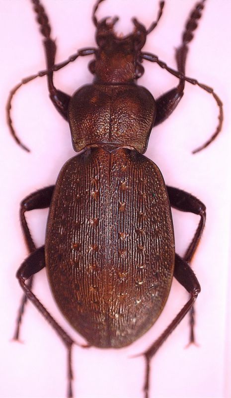 carabus ma.jpg