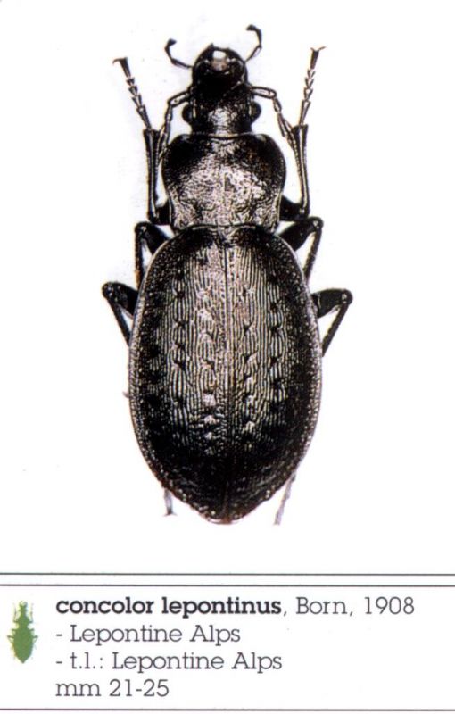 concolor lepontinus.JPG