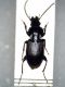 pterostichus da id.jpg