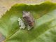 Halyomorpha_halys_deposizione_Morus_alba.jpg