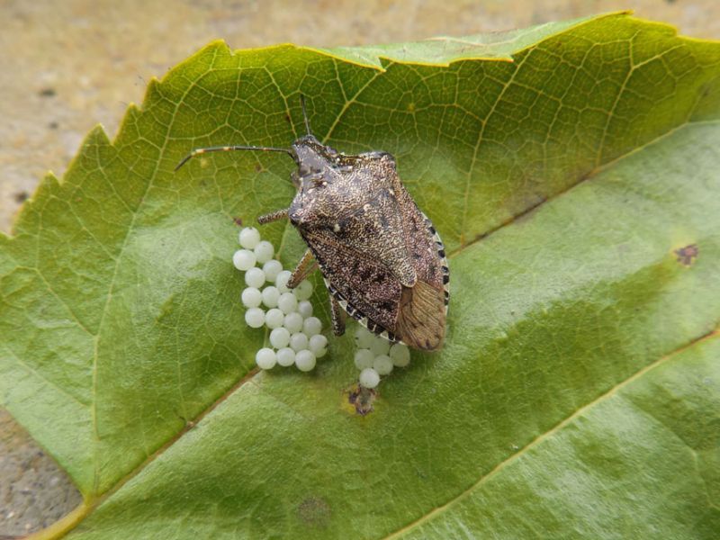 Halyomorpha_halys_deposizione_Morus_alba.jpg