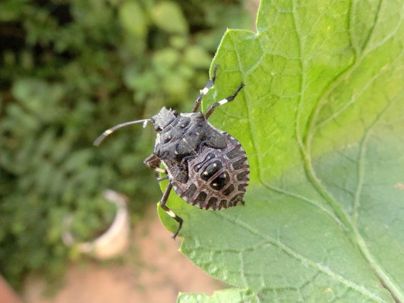 Halyomorpha_halys _neanide_3.jpg