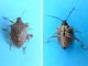 Halyomorpha_halys _adulto_anteriormente_posteriormente.jpg