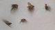phoridae.jpg