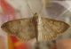 crambidae2.jpg