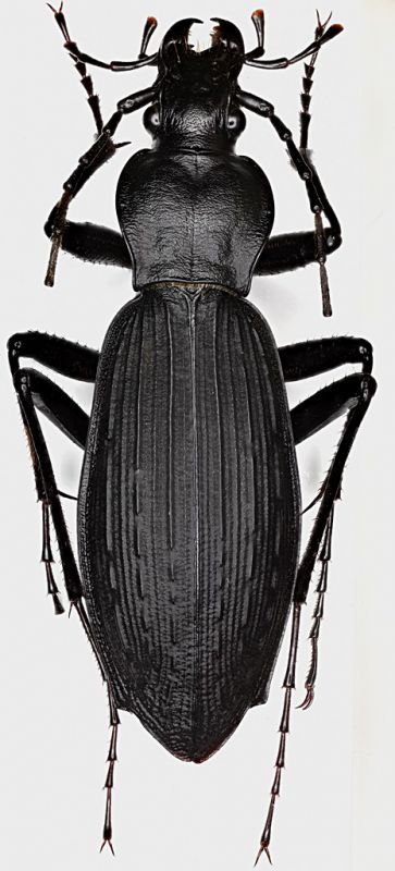 Carabus_Vietnam_Yenbai_Mucangchai_1700m_VI-2017_30mm_grey.jpg