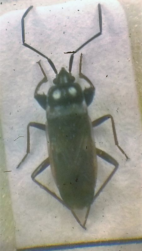 Emittero Lygaeidae Megalonothus sp.jpg