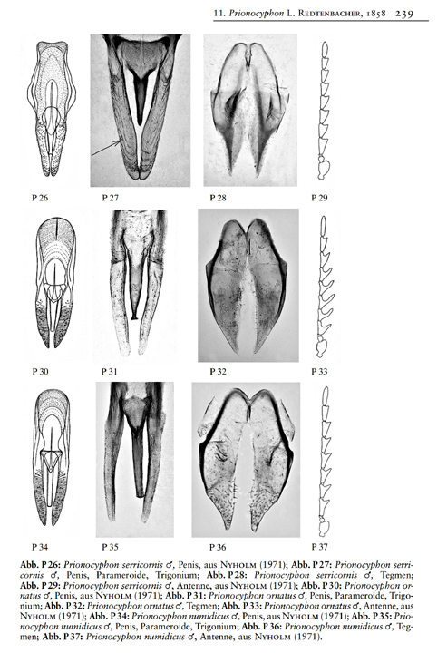 Prionocyphon spp..jpg