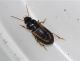 carabid.JPG