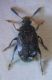 Bruchus 003 A.jpg