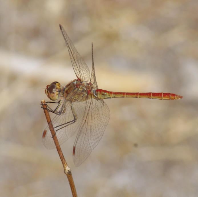 IMGP9948_Sympetrum-2_y_sm.JPG