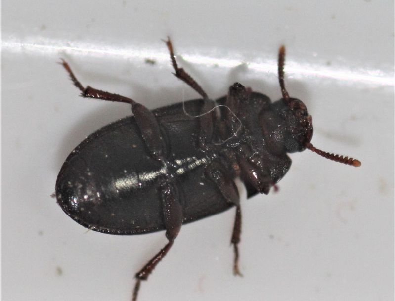 tenebrionidae.JPG