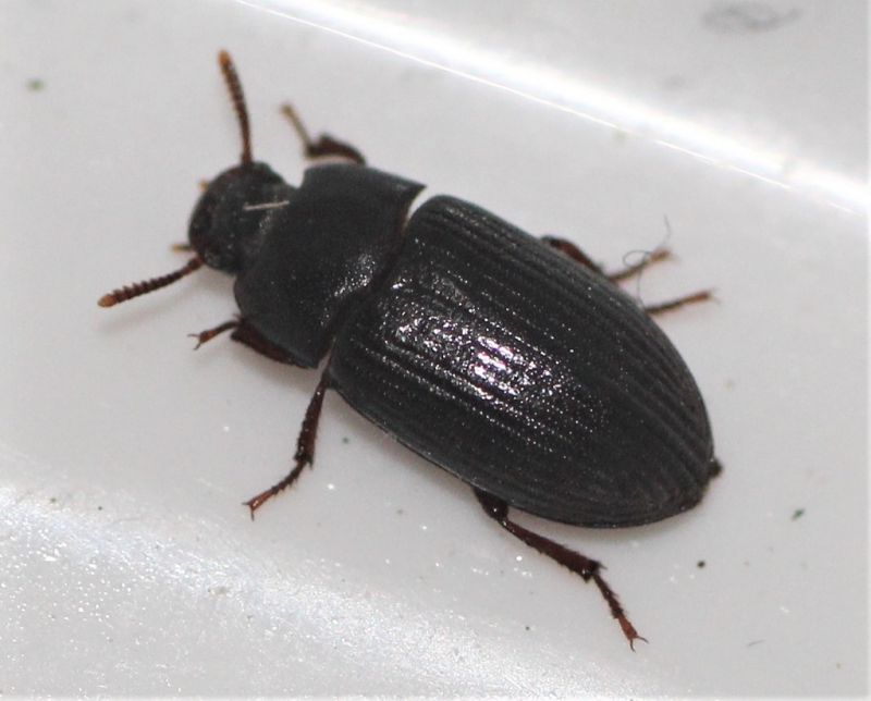 tenebrionidae_1.JPG