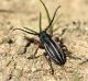 Dorcadion-taborskyi---PIndo---31-V-2010.jpg