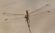 IMGP9951_Sympetrum-2_sm.JPG