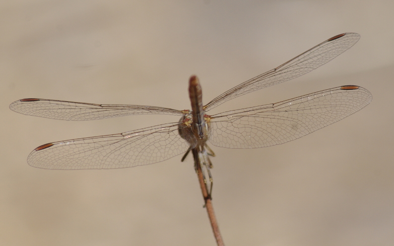 IMGP9951_Sympetrum-2_sm.JPG