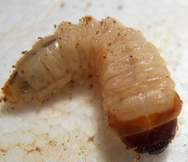 Larva 1.JPG