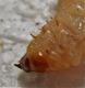 Larva 3.JPG