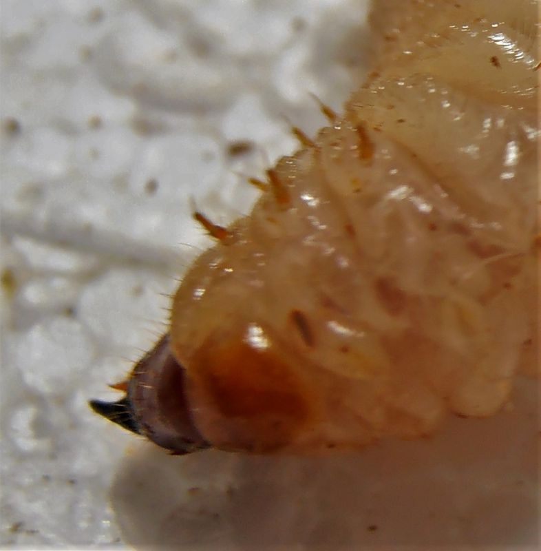 Larva 3.JPG