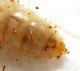 Larva 4.JPG