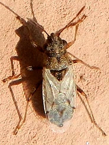 Nysius sp. SME Nord 13 IX 2017 006.jpg