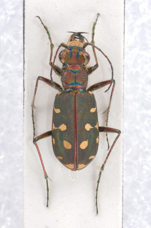 Cicindela-KalogriaDSC_0907RID.jpg