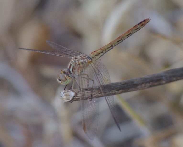 IMGP9940_Sympetrum-1_y_sm.JPG