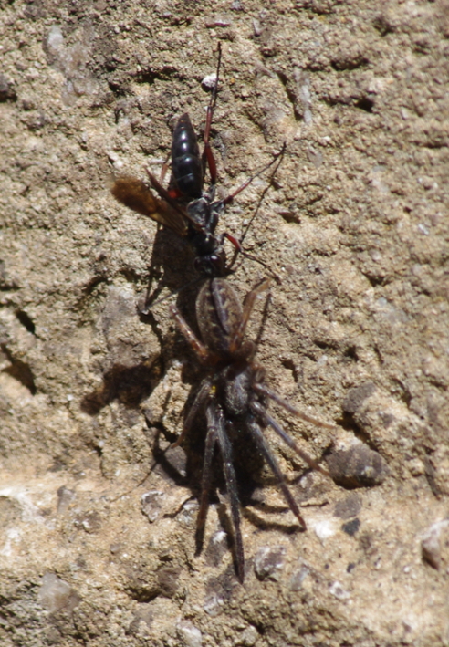 IMGP9927_Wasp&Spider-prey_y_sm.JPG