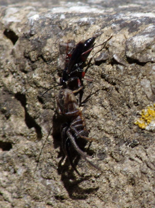 IMGP9928_Wasp&Spider-prey_sm.JPG